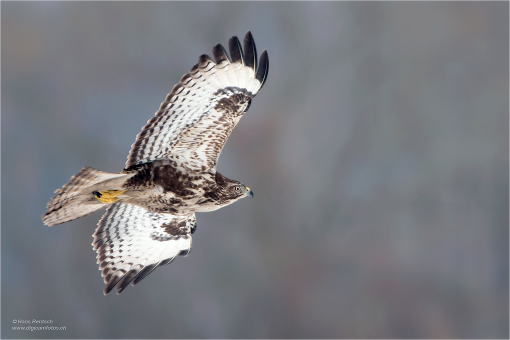 Mäusebussard
