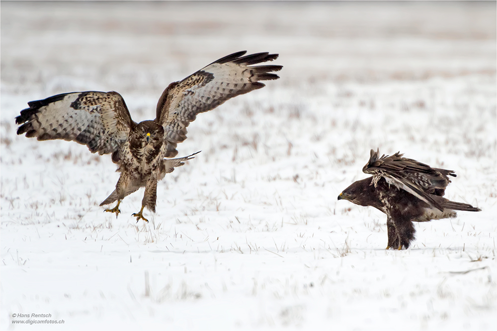 Mäusebussard
