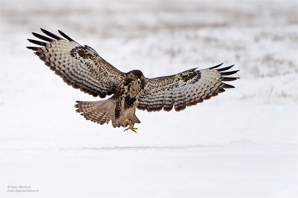 Mäusebussard