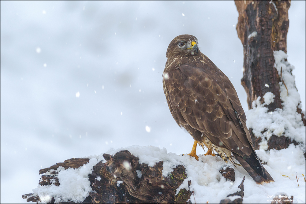 Mäusebussard