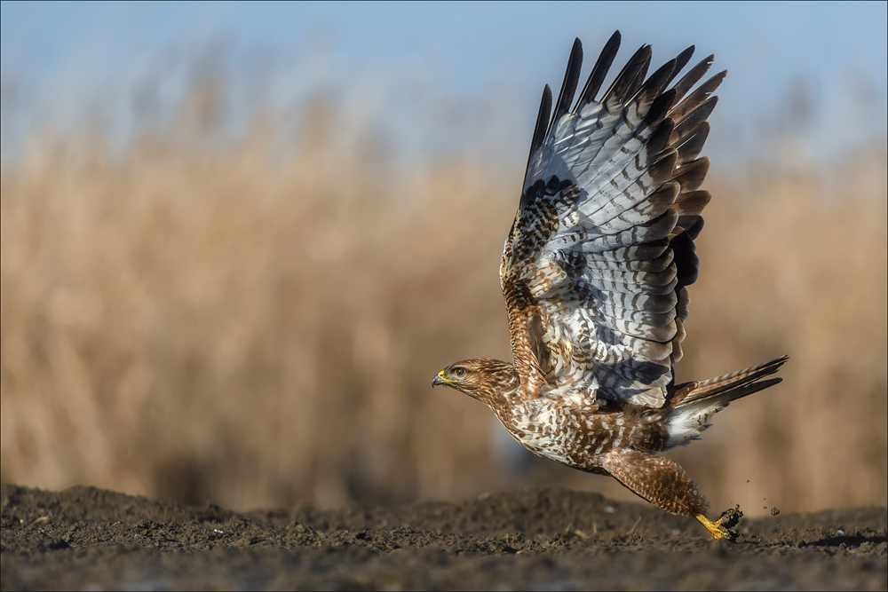 Mäusebussard