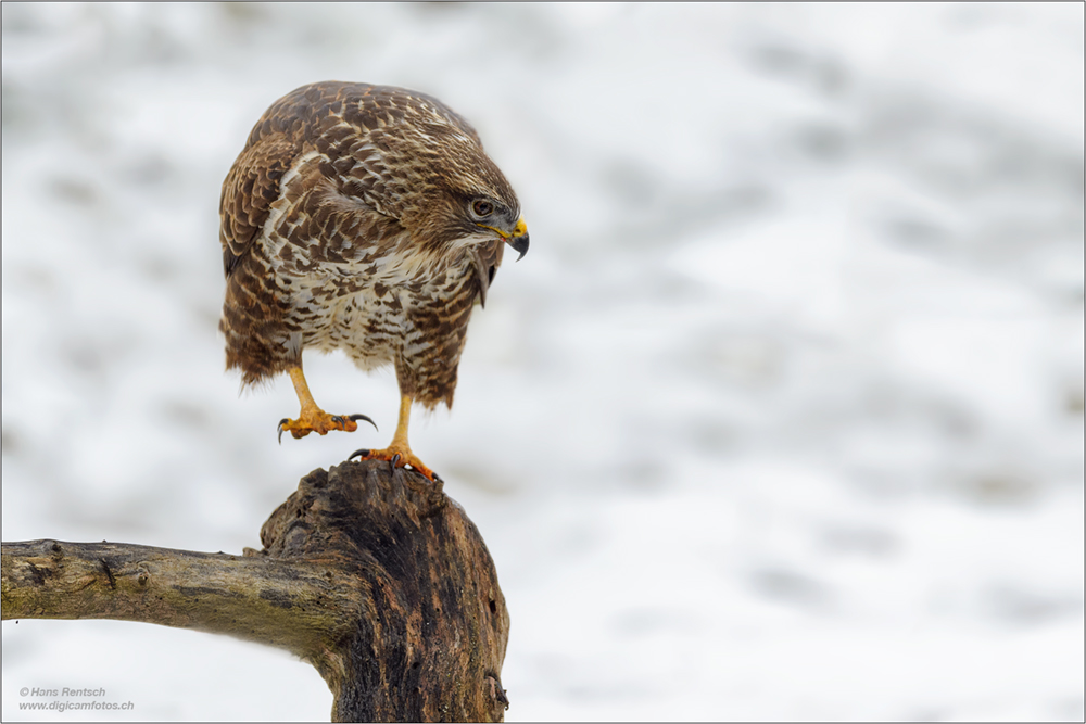 Mäusebussard
