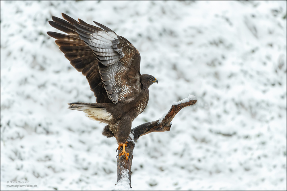 Mäusebussard
