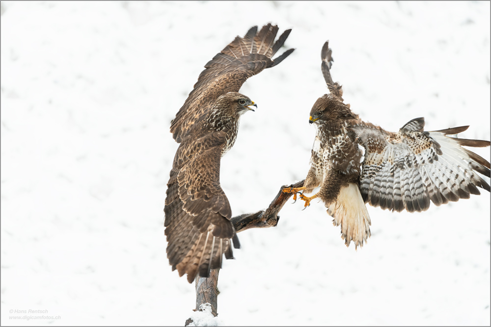 Mäusebussard