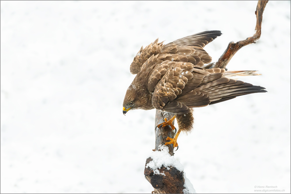 Mäusebussard