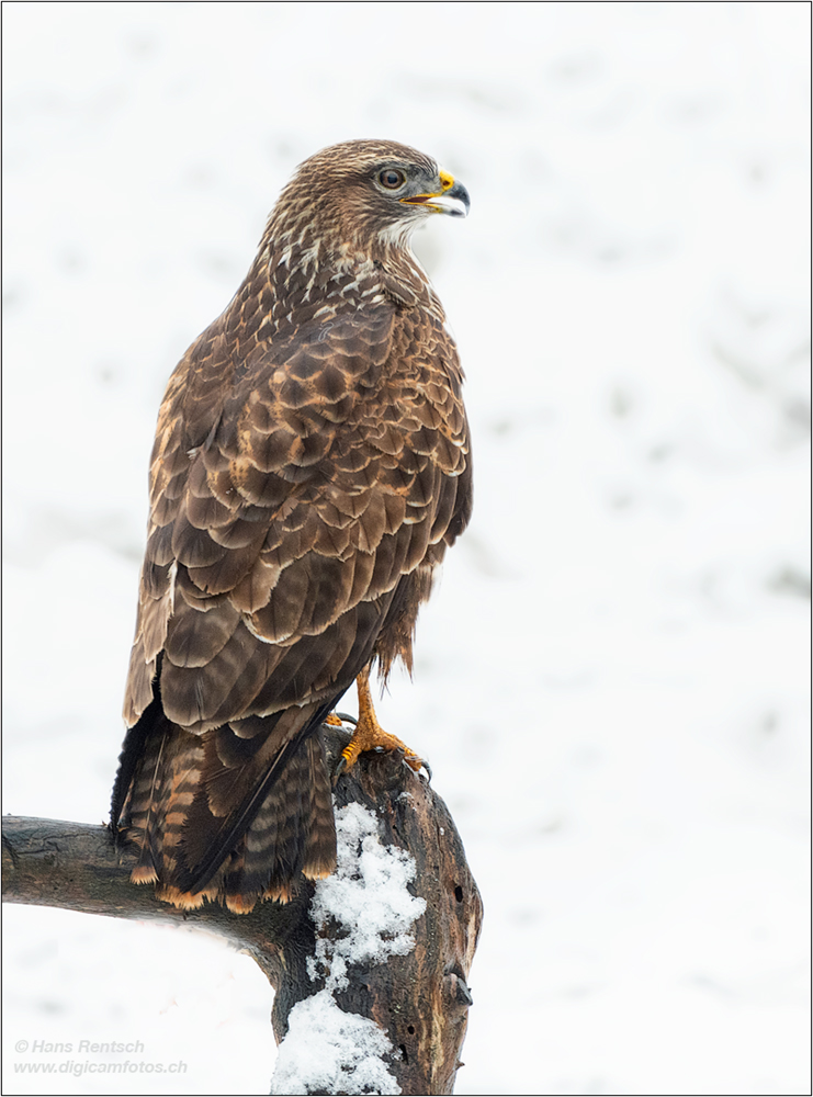 Mäusebussard