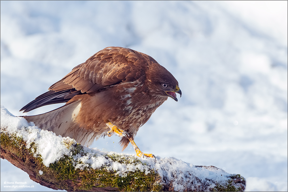 Mäusebussard