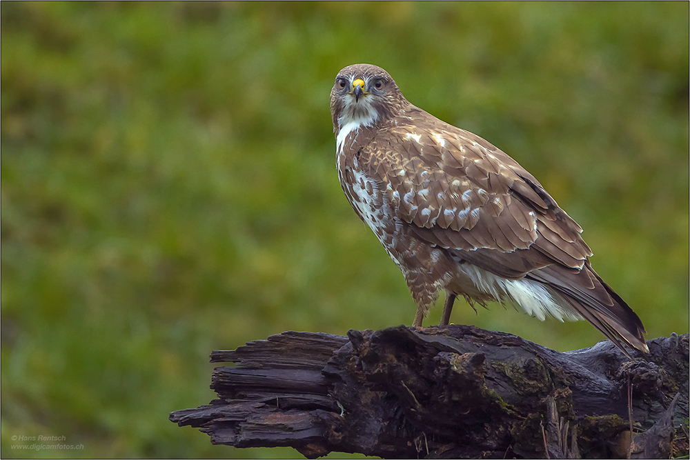 Mäusebussard