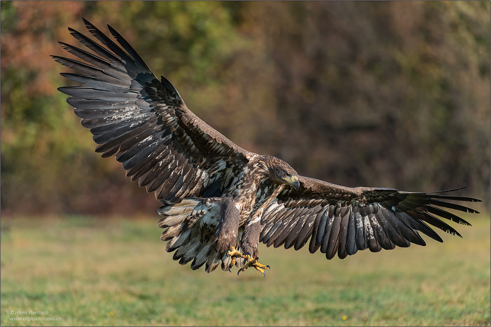 Seeadler