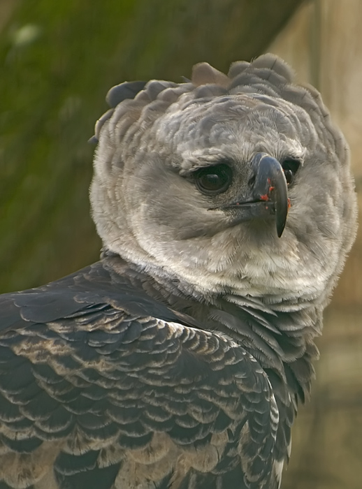 Portrait Harpyie