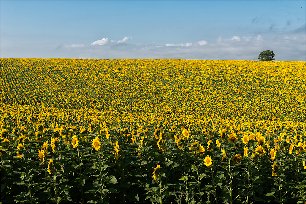Sonnenblumenfeld