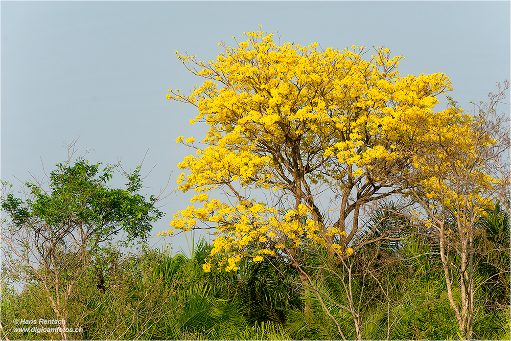 Blühender Baum Pantanal