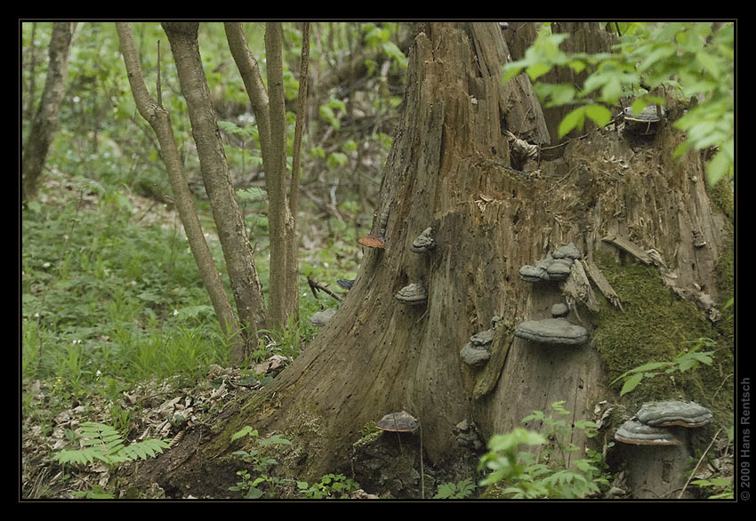 Bialowieza-Urwald
