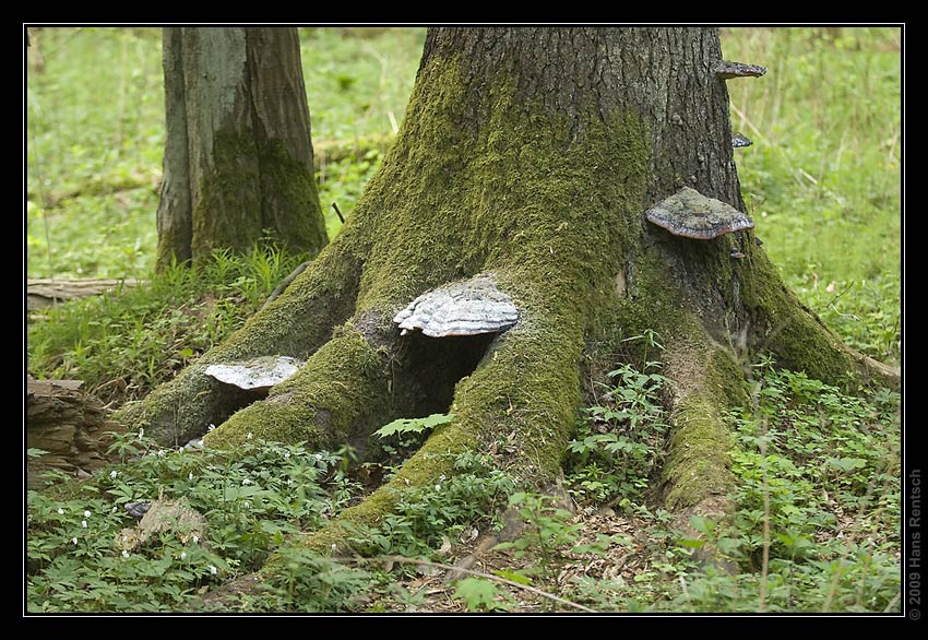 Bialowieza-Urwald