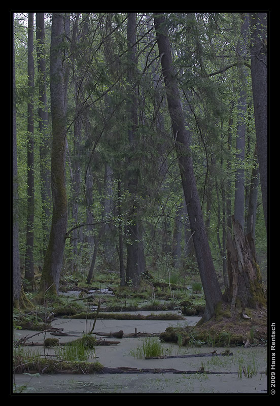 Bruchwald