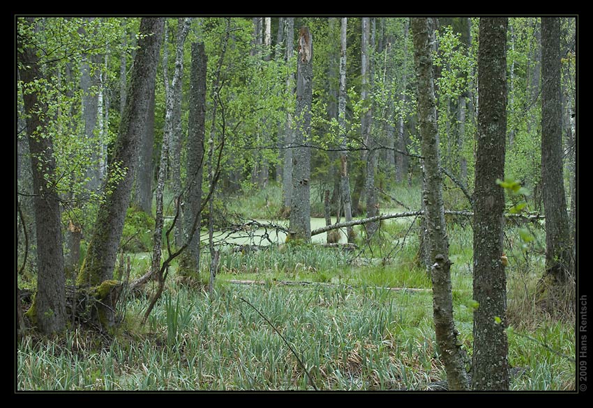 Bruchwald