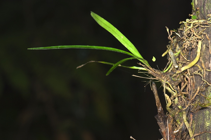 Planze am Baum wahrscheinlich eine Orchidee