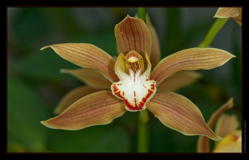 Orchidee Ausstellung Botanischer Garten Basel