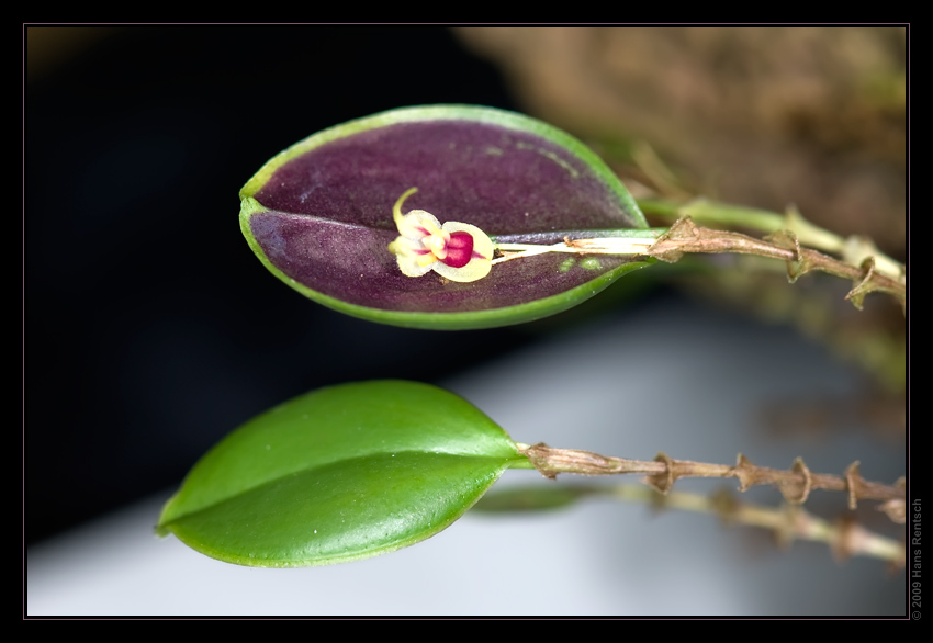 Orchidee Ausstellung Botanischer Garten Basel