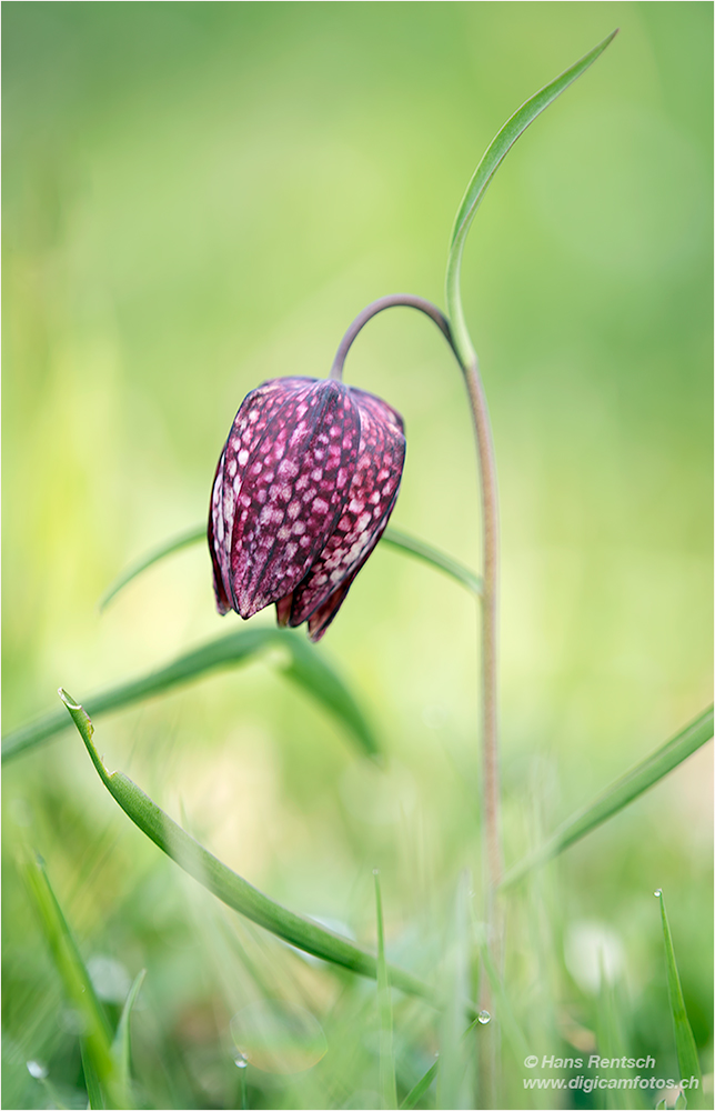 Schachblume