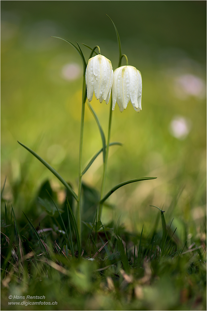 Schachblumen