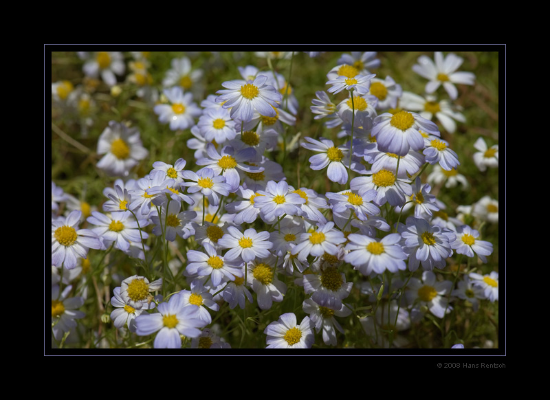 Blaues Gänseblümchen
