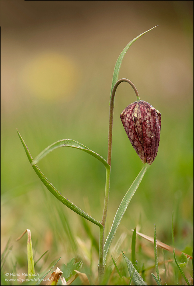 Schachbrettblume