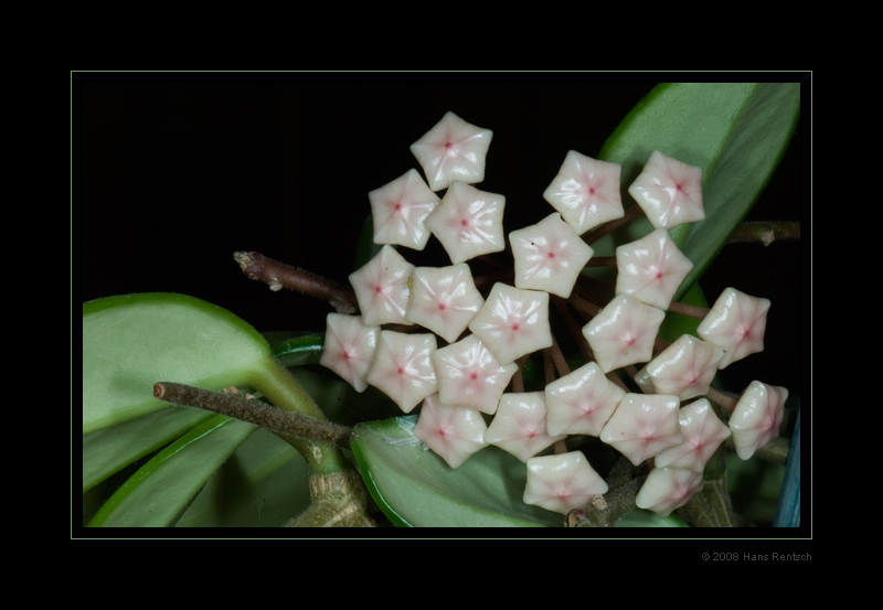 Wachsblume/ Porzelanblume