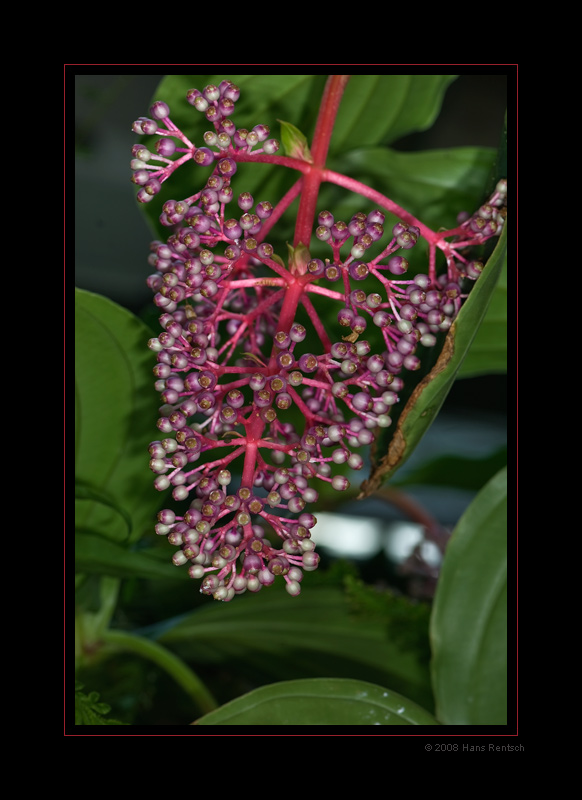 Botanischer-Garten Basel