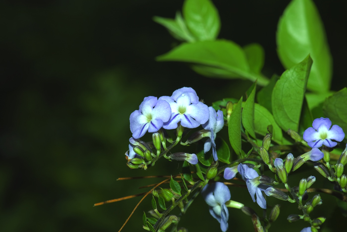 Blüte aus Madagaskar