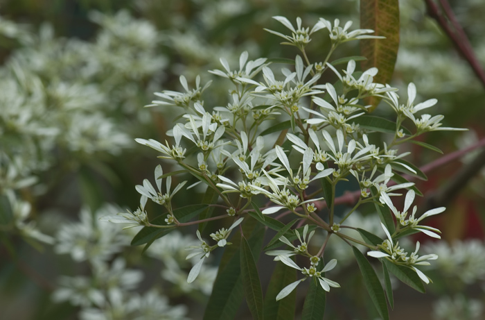 Blüte aus Madagaskar