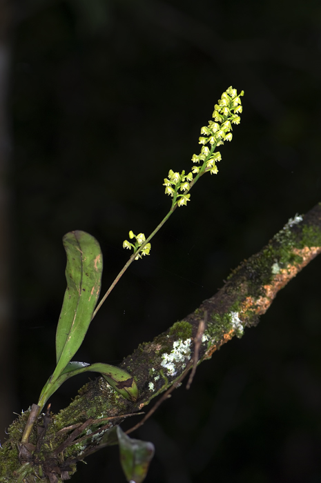 Feine kleine wilde Orchideeblüte