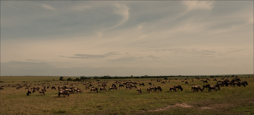Gnu
