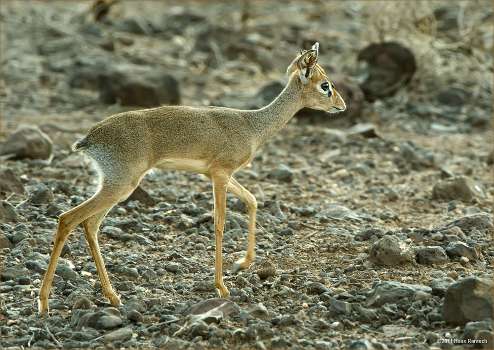 Dik-Dik