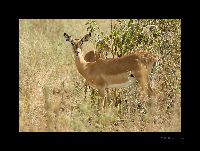 Impala