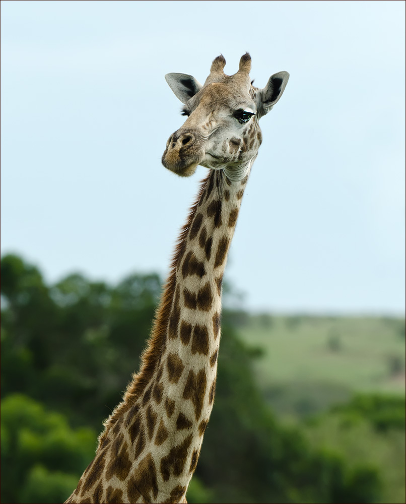 Giraffe
