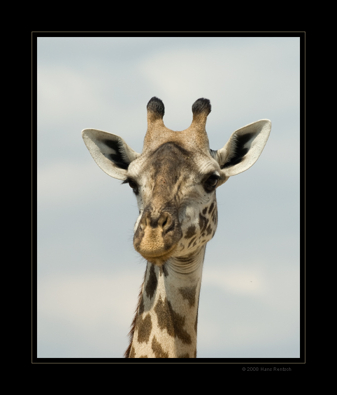 Giraffe