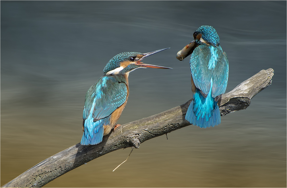 Eisvogel