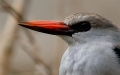 Portrait eines Eisvogel