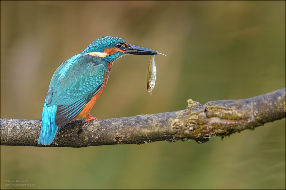 Eisvogel