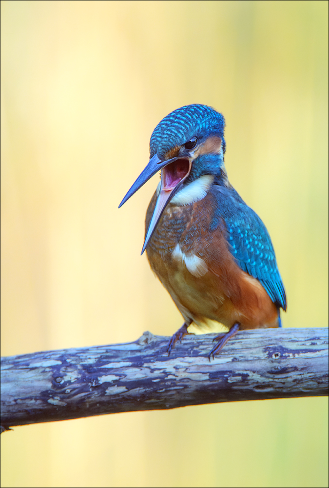 Eisvogel