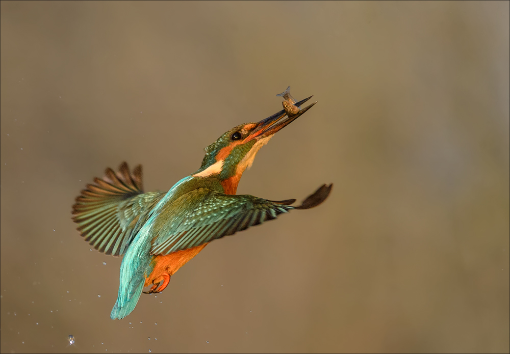 Eisvogel