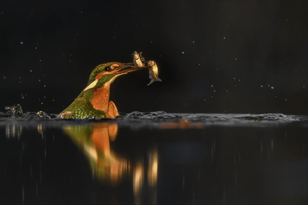 Eisvogel