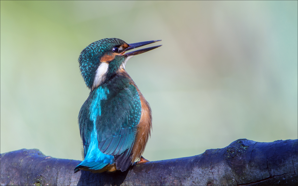 Eisvogel