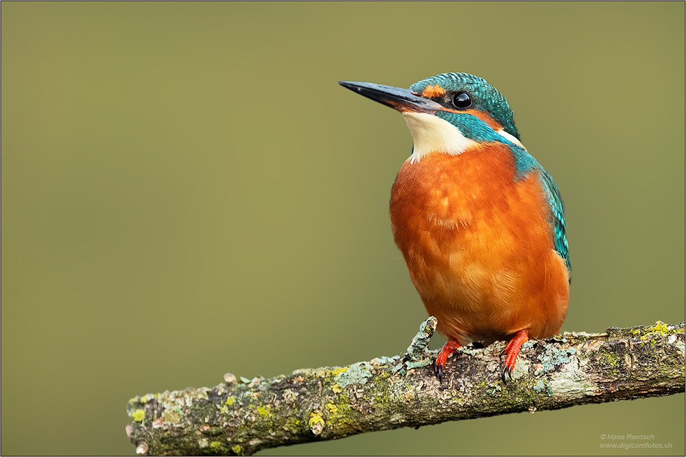 Eisvogel