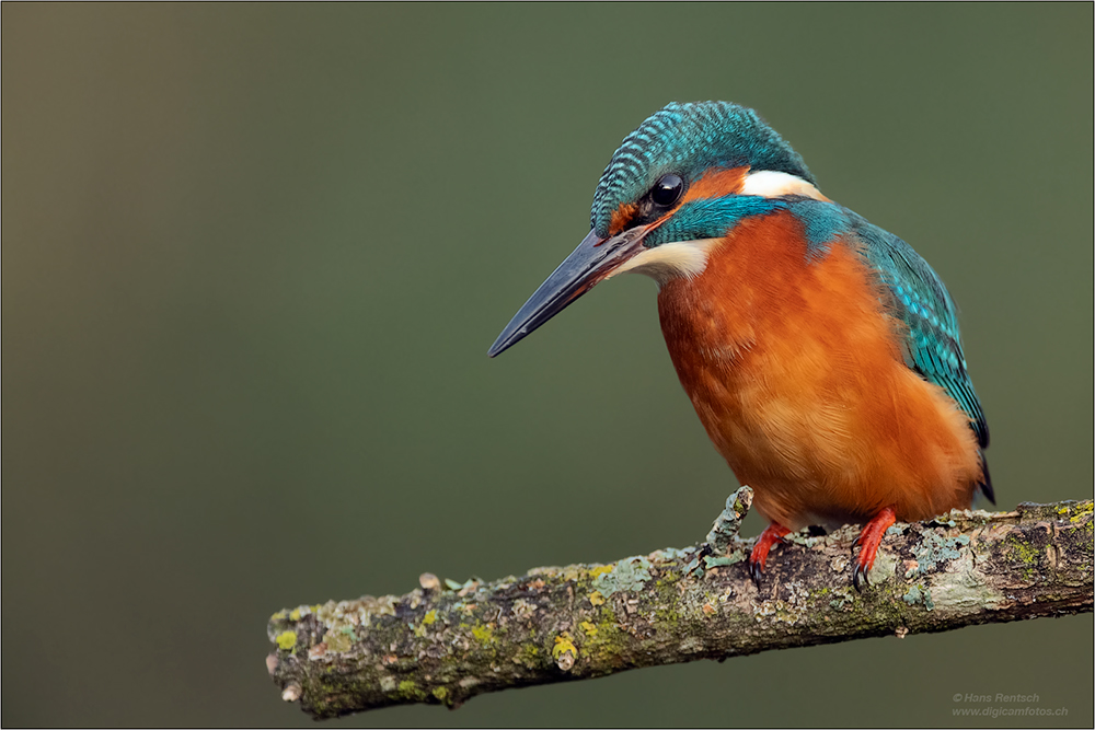 Eisvogel