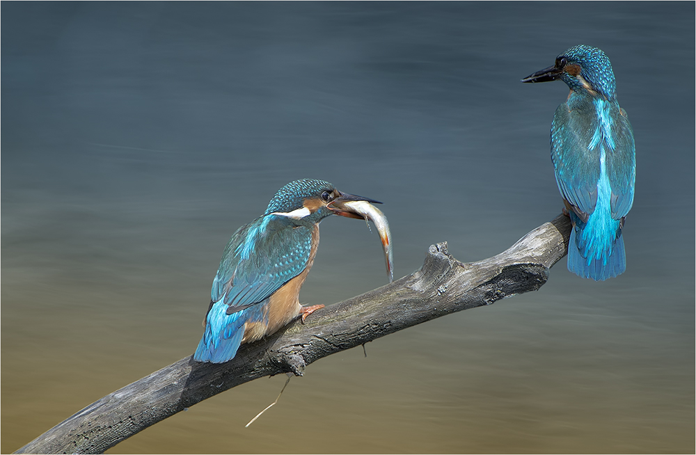 Eisvogel