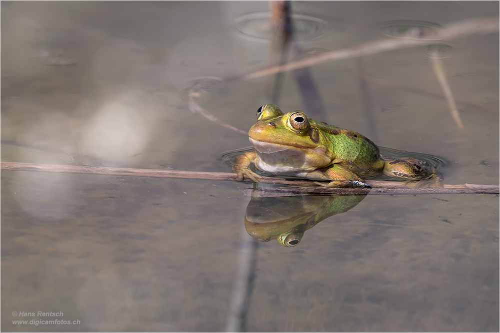 Teichfrosch