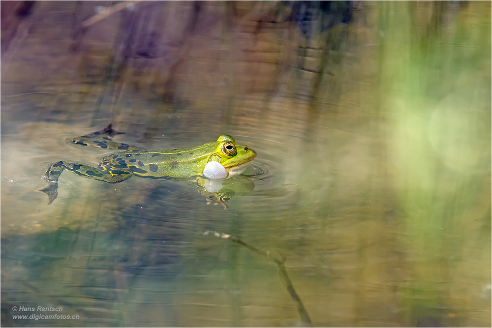 Teichfrosch