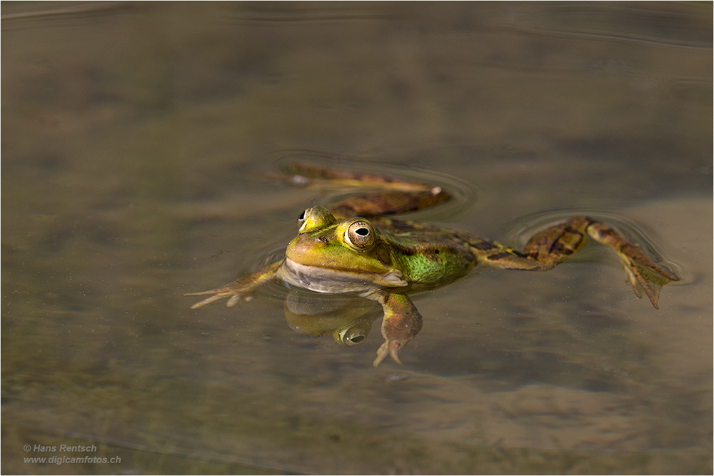 Teichfrosch